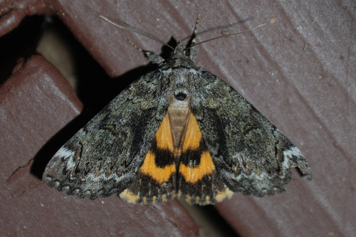 Little Underwing
