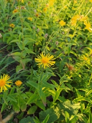 Pentanema salicinum