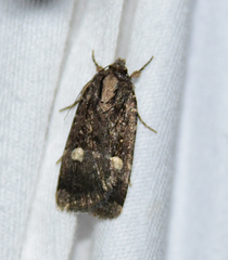 Abagrotis glenni