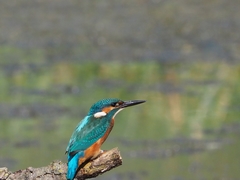 Alcedo atthis