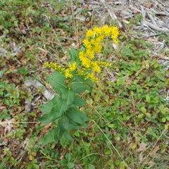 Solidago latissimifolia