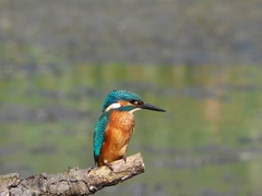 Alcedo atthis