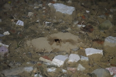 Tarbinskiellus portentosus