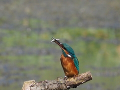 Alcedo atthis