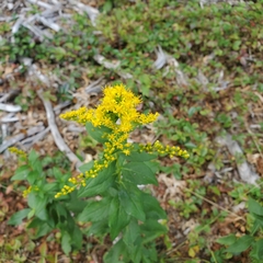 Solidago latissimifolia
