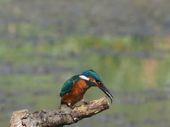Alcedo atthis
