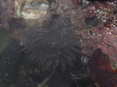Anthopleura buddemeieri