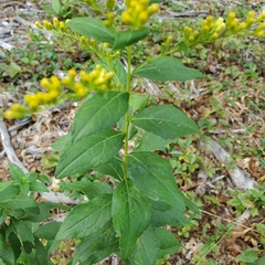 Solidago latissimifolia