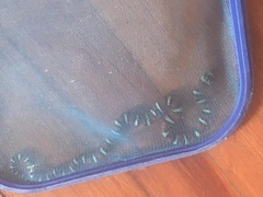 Lampropeltis micropholis