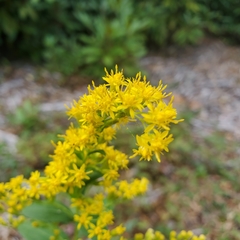 Solidago latissimifolia