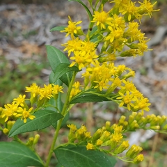 Solidago latissimifolia