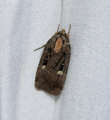 Abagrotis glenni