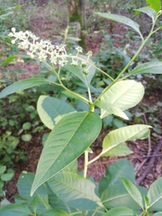 Phytolacca americana