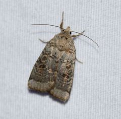 Abagrotis scopeops