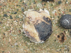 Isognomon