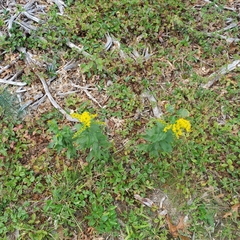 Solidago latissimifolia