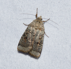 Abagrotis scopeops