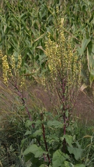 Verbascum chaixii