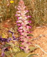 Lachenalia carnosa