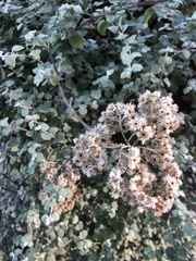Helichrysum petiolare