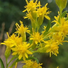 Solidago latissimifolia