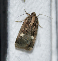 Abagrotis glenni