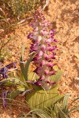 Lachenalia carnosa