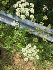 Heracleum sphondylium sphondylium