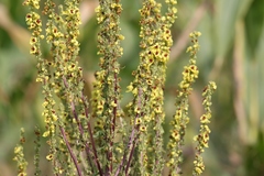 Verbascum chaixii