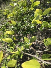 Pithecellobium lanceolatum