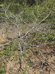 Pithecellobium lanceolatum