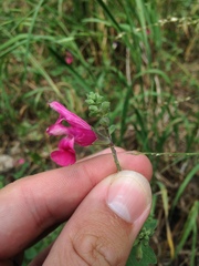 Salvia lemmonii