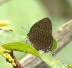 Arhopala aedias