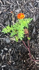 Tagetes lunulata