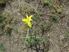Hypoxis argentea
