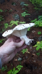 Russula brevipes