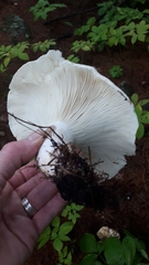 Russula brevipes