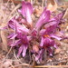 Aphyllon californicum californicum - Photo (c) Dan and Raymond,  זכויות יוצרים חלקיות (CC BY-NC-SA)