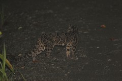 Sunda Clouded Leopard photo 3