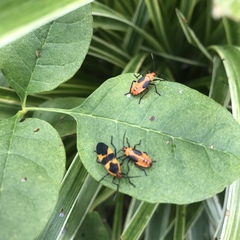 Oncopeltus fasciatus