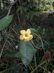Mandevilla