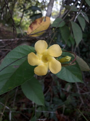 Mandevilla