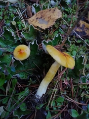 Hygrophorus lucorum