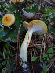 Hygrophorus lucorum