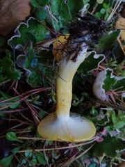 Hygrophorus lucorum