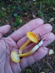 Hygrophorus lucorum