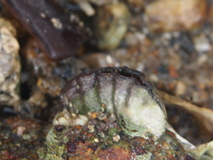 Saccostrea