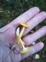 Hygrophorus lucorum