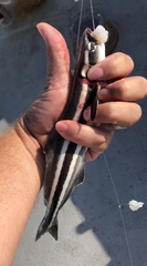 Rachycentron canadum