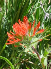 Castilleja hispida acuta